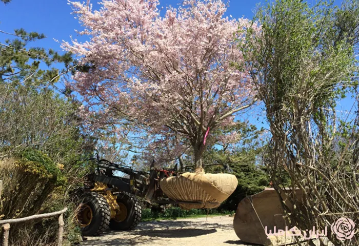 جابجایی درخت در فصل بهار